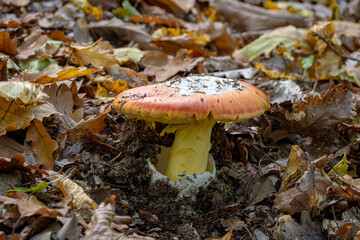 Close up of an Amanita Caesarea Mushroom (Caesars Mushroom)