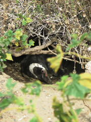 Pinguino magallánico.