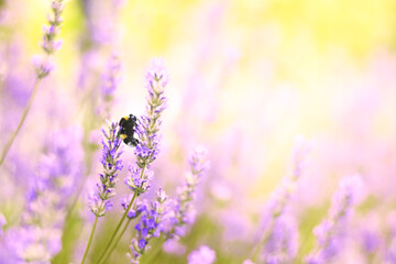 Lavender flowers plant and bloom on blurred nature background...Floral background beautiful lavender flower and bee nature...Bumble bee on lavender...Abstract source.