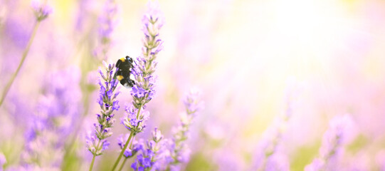Lavender flowers plant and bloom on blurred nature background...Floral background beautiful lavender flower and bee nature...Bumble bee on lavender...Abstract source.