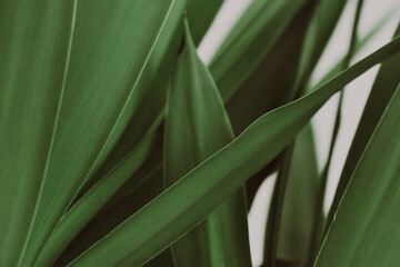 Beautiful green yucca leaves intersecting each other