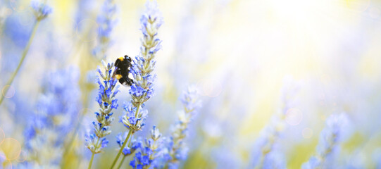 Lavender flowers plant and bloom on blurred nature background. Floral background beautiful lavender flower and bee nature. Bumble bee on lavender. Abstract source.