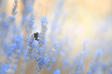Lavender flowers plant and bloom on blurred nature background...Floral background beautiful lavender flower and bee nature...Bumble bee on lavender...Abstract source.