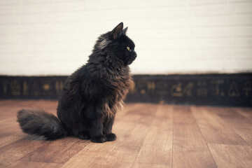 side view of sitting male black chocolate york cat with long fur - obrazy, fototapety, plakaty