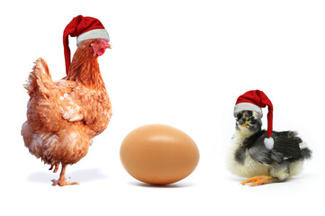 Christmas Chicken, Chick and Egg. Egg, Chicken and Chick Christmas and one egg isolated on white background.