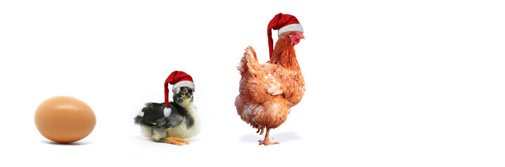 Christmas Chicken, Chick and Egg...Egg, Chicken and Chick Christmas and one egg isolated on white background.