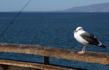 Seagull at Venice Beach Pier