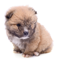Obraz premium Brown beautiful puppy.