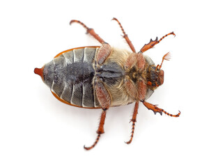 Beetle lying on his back.
