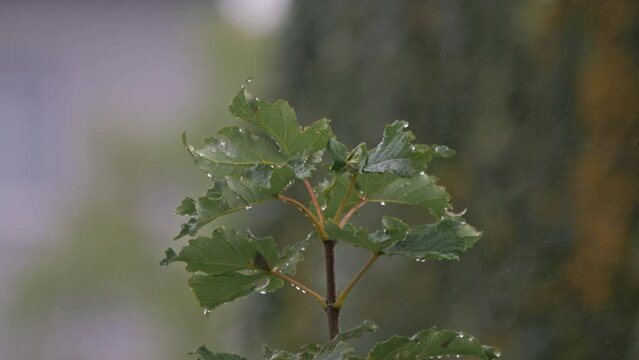 Selective focus view of leaves in spring