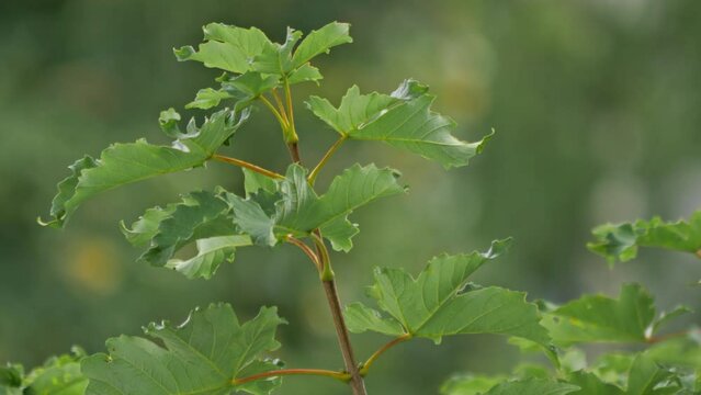 Selective focus view of leaves in spring