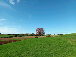 Baum im Herbst mit rotem Laub in idyllischer Landschaft auf dem Premium-Wanderweg Vitaltour Um die Wüstung bei Daubach in der Verbandsgemeinde Nahe-Glan, Landkreis Bad Kreuznach, Rheinland-Pfalz..