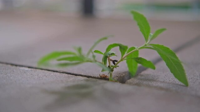 Selective focus view of leaves in spring