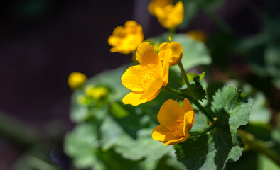 Caltha palustris - marsh marigold flowering plant with yellow flowers
