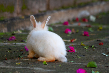 A white rabbit on the ground