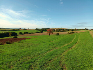 Obraz premium Baum im Herbst mit rotem Laub in idyllischer Landschaft auf dem Premium-Wanderweg Vitaltour Um die Wüstung bei Daubach in der Verbandsgemeinde Nahe-Glan, Landkreis Bad Kreuznach, Rheinland-Pfalz..