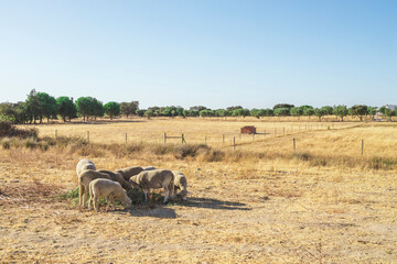 Fototapeta na wymiar Flock of sheep in a grazing in a field of dry grass on a hot summer day