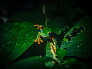 frog on a leaf