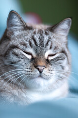 portrait of a sleepy cat