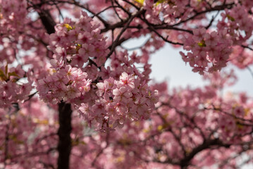 pink cherry blossom