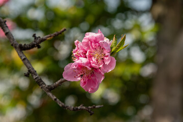 pink cherry blossom