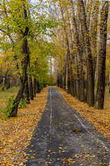 Fototapeta na wymiar Asphalt walking path along autumn trees
