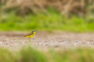Yellow wagtail (Motacilla flava) male, small bird with yellow plumage. The bird walks on the ground among vegetation looking for food.