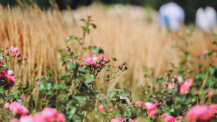 pink roses in the garden