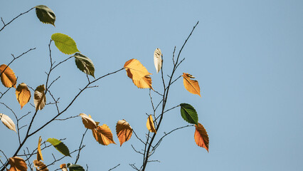 autumn leaves against blue sky