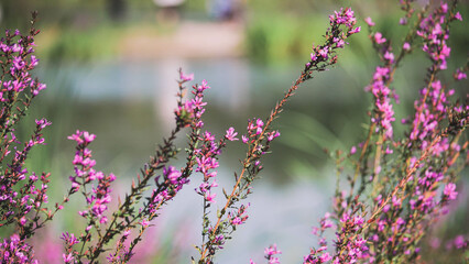 lavender flowers in the garden