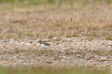 Little ringed plover (Charadrius dubius) a small bird with white-brown feathers with a yellow...