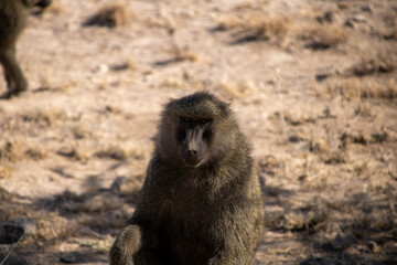 Portrait of a baboon sitting down