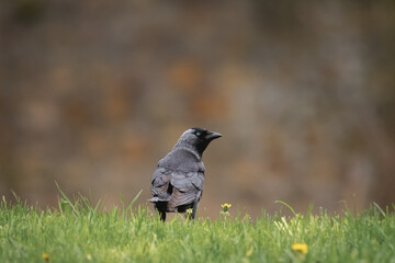 Western jackdaw (Corvus monedula) medium-sized synanthropic bird with dark plumage and black beak. The bird stands on the grass and looks to the side.