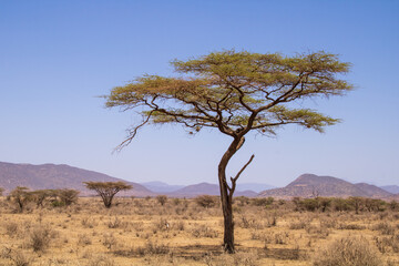 Naklejka na ściany i meble Beautiful tree and african landscape