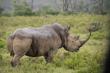 Obraz premium Big bull rhino seen up close at lake nakuru