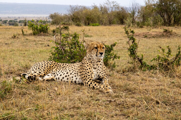 Cheetah on the lookout for dinner