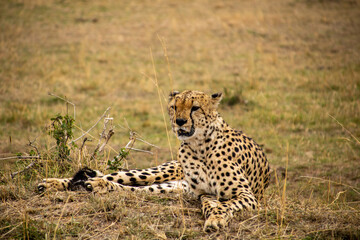 Cheetah resting at masai mara