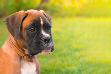 Boxer puppy portait with beautyful green background