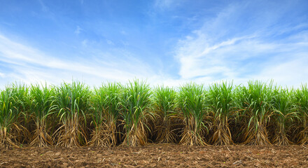 Sugar cane plantation with blue sky background.