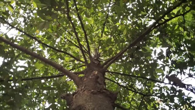 Big forest tree branch, trunk with thick lush green leaves foliage and white sky background. Wood nature environment spinning, panning, dizzy or rotating motion. Below or bottom angle looking up view.
