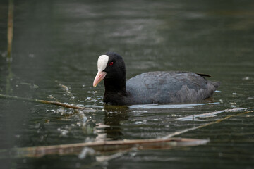 Eurasian coot (Fulica atra) A medium-sized water bird with black feathers, the bird swims in the pond.