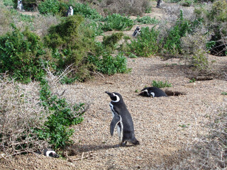Pinguino magallánico.