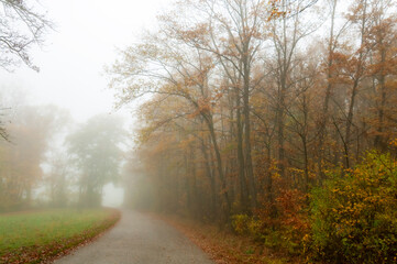 Misty morning in the forest