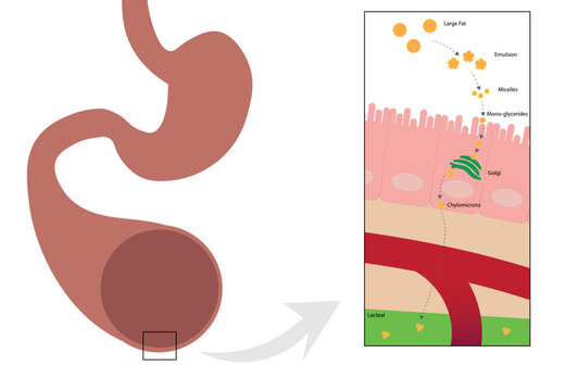 Lipid absorption in the small intestine illustration. 