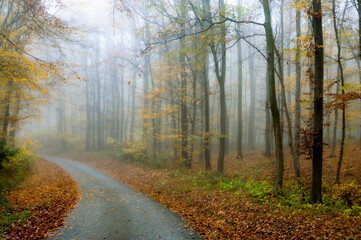 Foggy forest in autumn