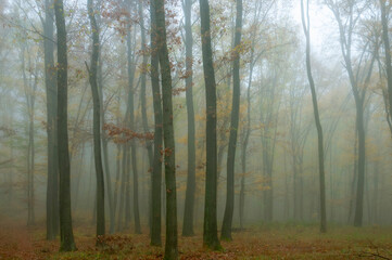 Fototapeta premium Misty morning in the forest
