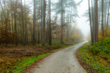 Obraz premium road in the forest