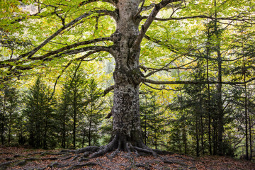 Obraz premium El Árbol