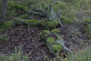 rotting tree branch on forest ground overgrown with moss