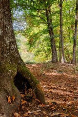 entorno mistico bosque de casta&ntilde;os ground path monta&ntilde;as 